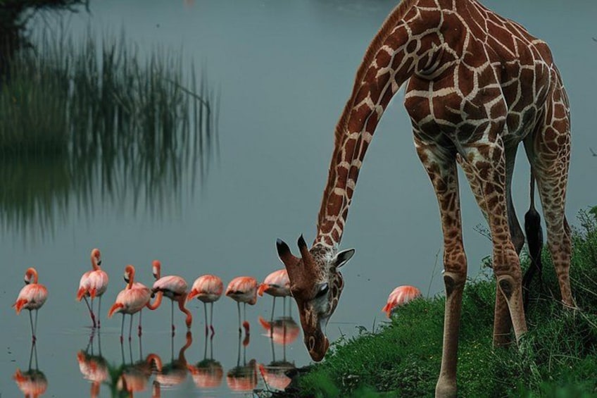 A giraffe bending over by a water body with flamingos standing in the reflection. 5
