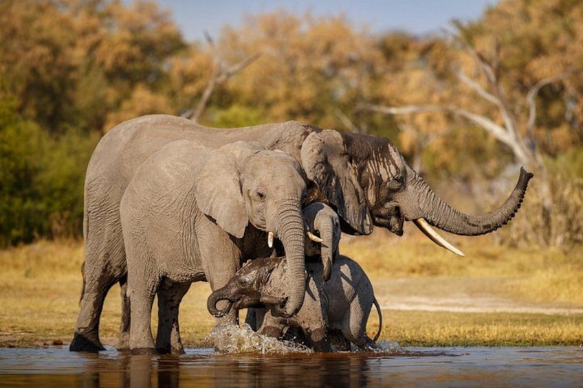 Two elephants in a waterhole with trees in the background. 3