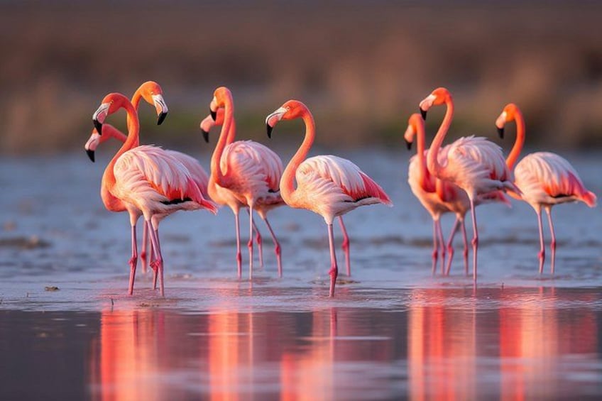 A group of flamingos standing in shallow water. 1