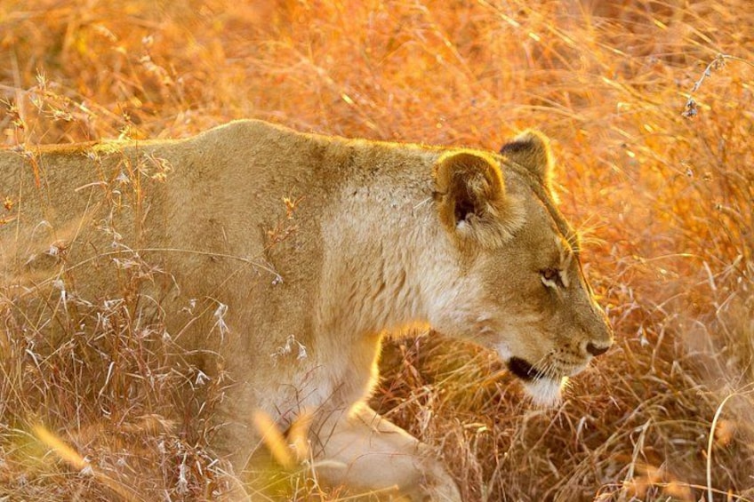 A lion walking through tall, dry grass. 2