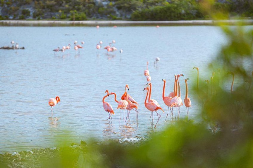 Flamingos standing in a body of water with a shoreline in the background. 4