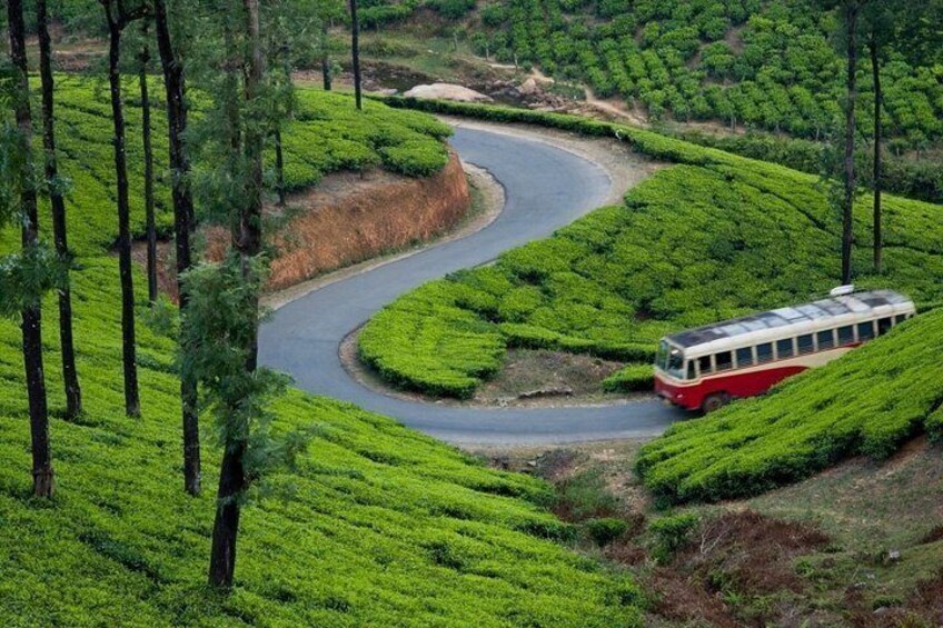 A winding road through lush green tea plantations with a red bus. 5