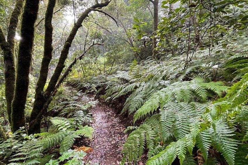 Anaga Mountains and Enchanted Forest Hiking Tour 1