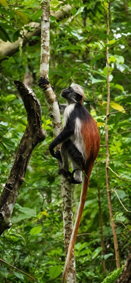 Picture 13 for Activity Zanzibar: Jozani Forest, Maalum Cave & Mtende Beach Tour 4