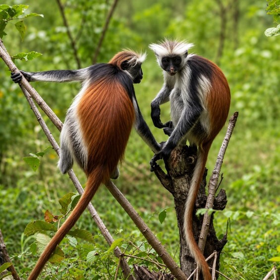 Zanzibar: Jozani Forest, Maalum Cave & Mtende Beach Tour 1