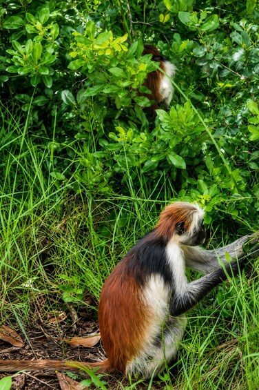 Picture 15 for Activity Zanzibar: Jozani Forest, Maalum Cave & Mtende Beach Tour 5