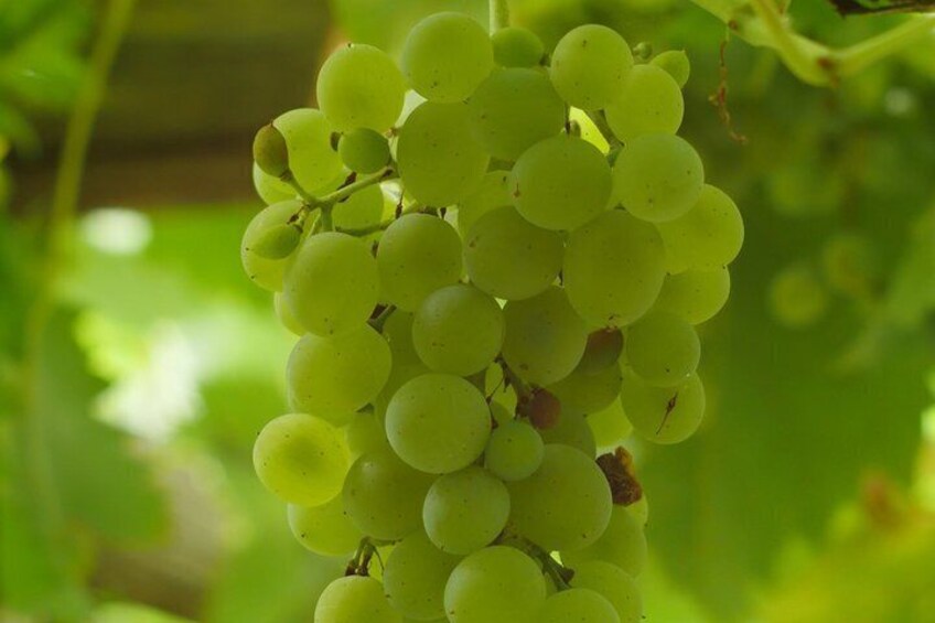 Un racimo de uvas verdes en una vid. 1