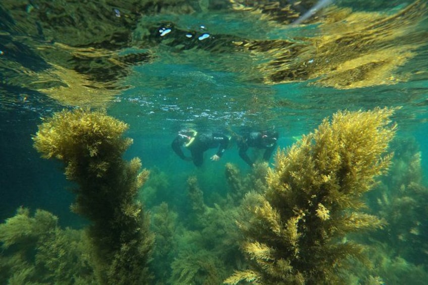 Lisbon Snorkeling Adventure in Arrábida Natural Park 4