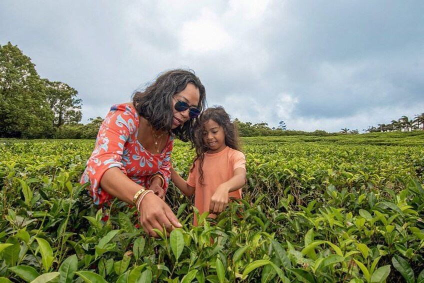 Mauritius Tea Plantations and Colonial Estates Tour with Lunch 5