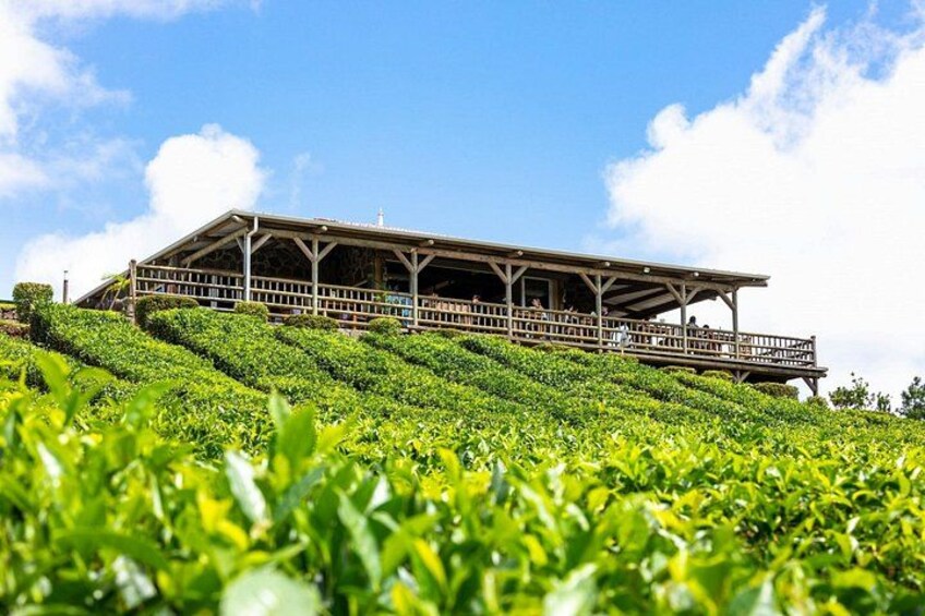 Mauritius Tea Plantations and Colonial Estates Tour with Lunch 2
