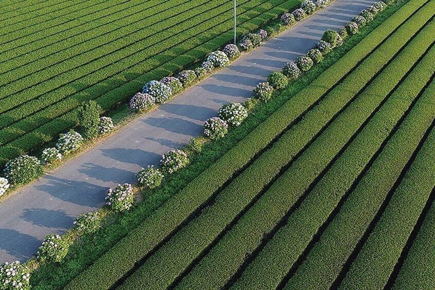 From Tokyo:Authentic Tea Picking & Farm-to-Table Lunch 1