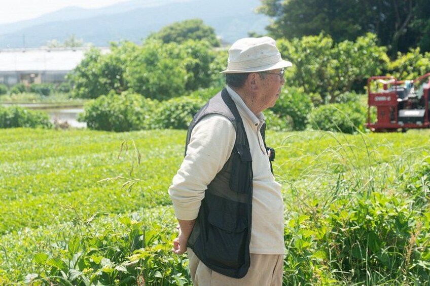 From Tokyo:Authentic Tea Picking & Farm-to-Table Lunch 4
