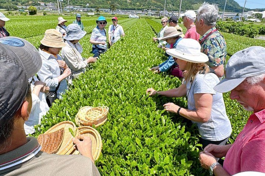 A group of people inspecting crops in a field. 1