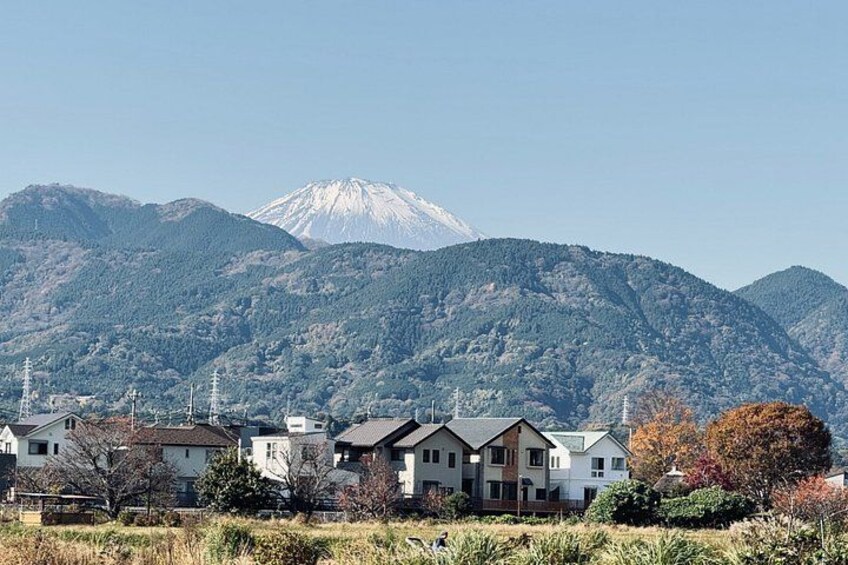 From Tokyo:Authentic Tea Picking & Farm-to-Table Lunch 2