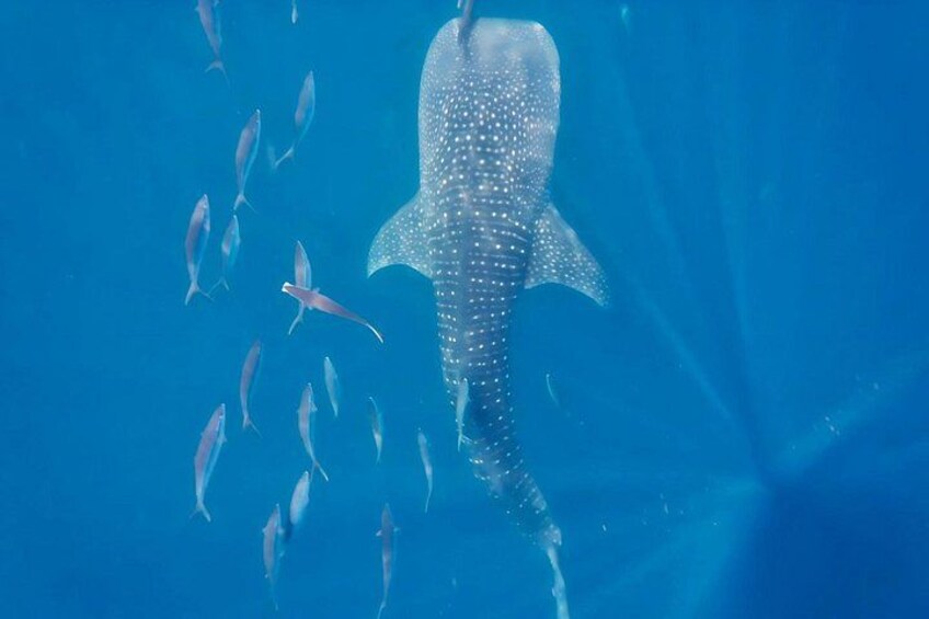 Tiburón ballena nadando junto a varios peces en aguas azul cristalino. 2