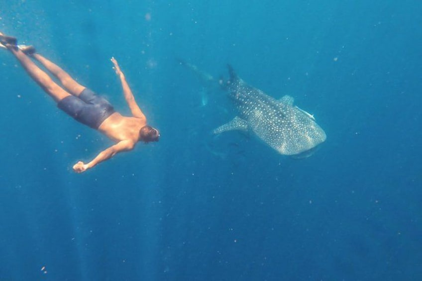 Eine Person schwimmt mit einem Walhai in klarem, blauem Wasser. 1