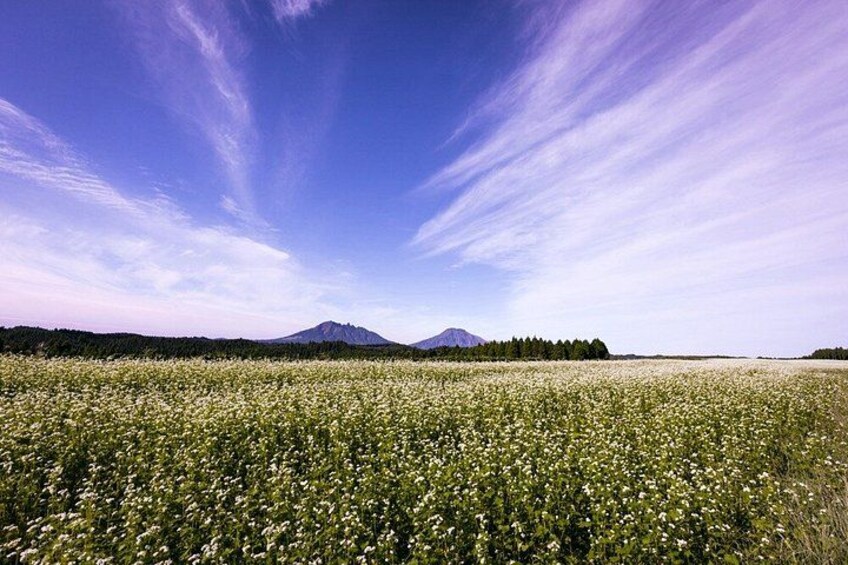 A field of white flowers with a mountain in the background. 5