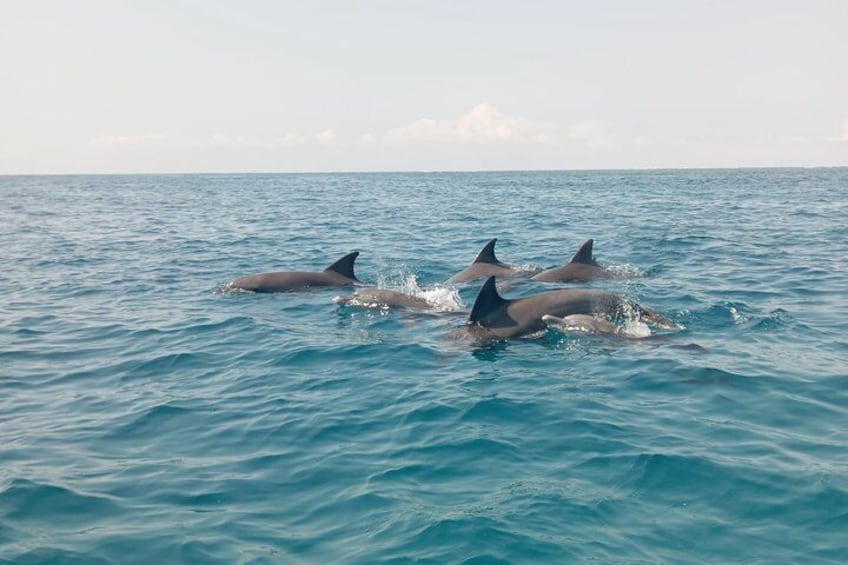 Wasini Dolphin and Snorkeling Excursion 4