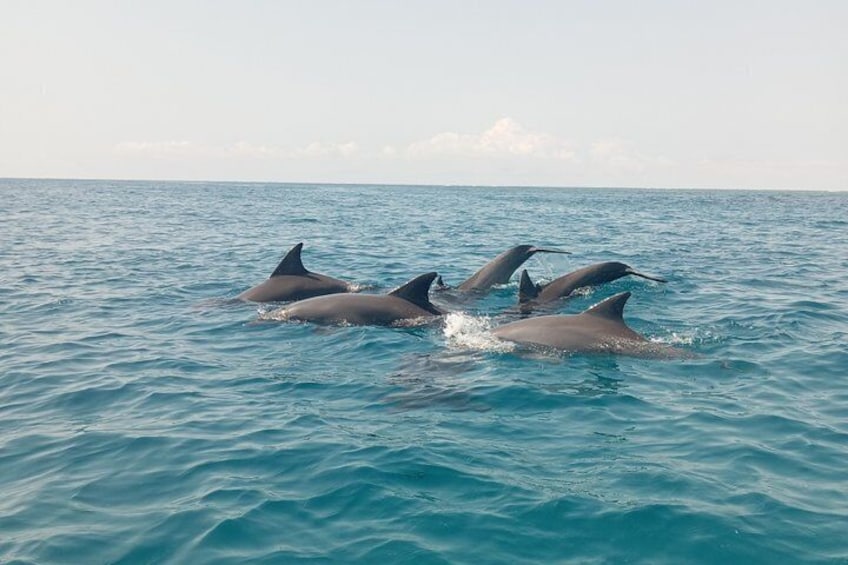 Wasini Dolphin and Snorkeling Excursion 5