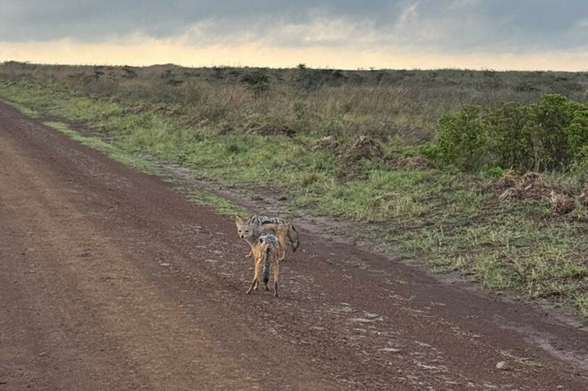 A dirt road in a grassy area with two animals, possibly hyenas, walking along it. 2