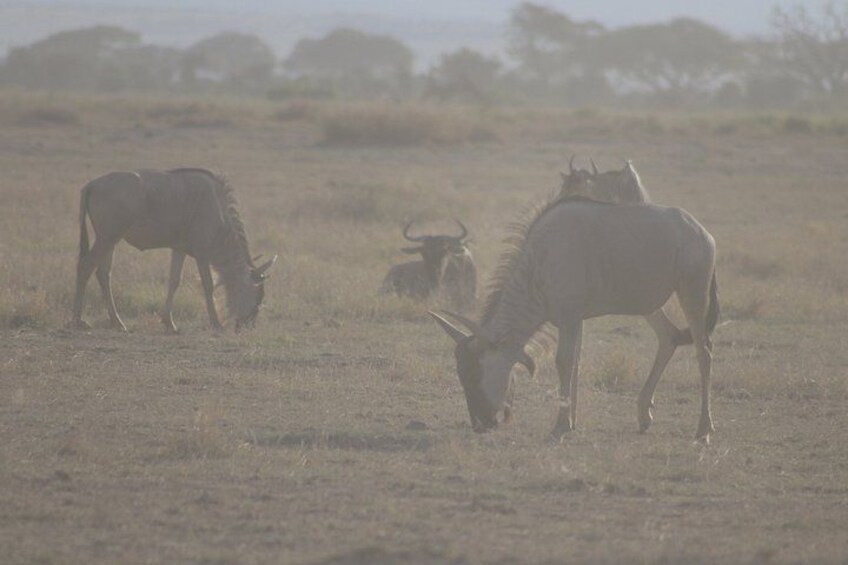 A wildlife scene with a kudu grazing, a lioness with cubs, and a buffalo in a savannah landscape. 3