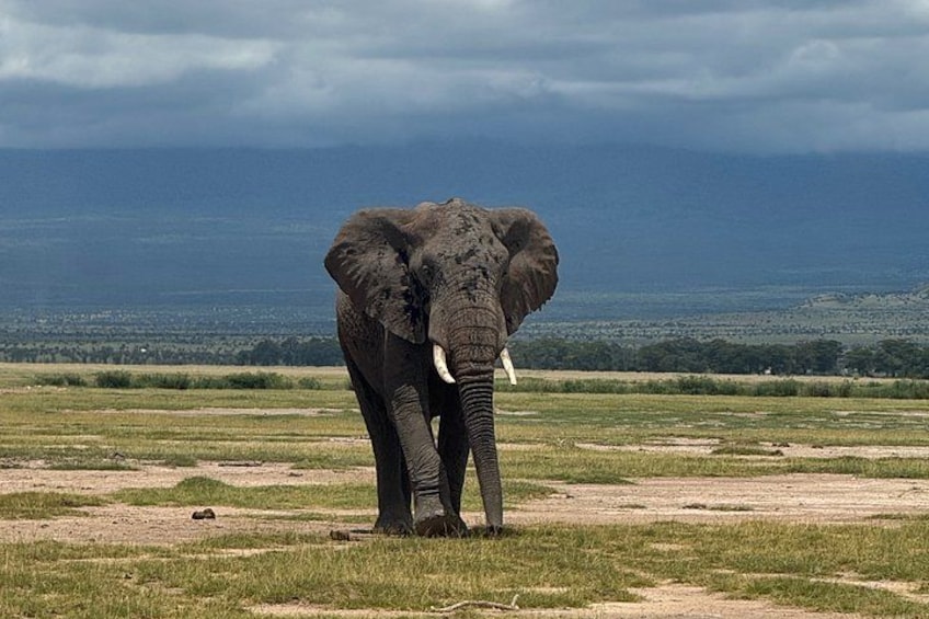 An elephant standing in a grassy field with a cloudy sky in the background. 1