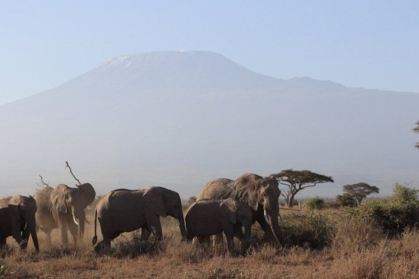 A herd of elephants in a grassy field with a mountain in the background. 4