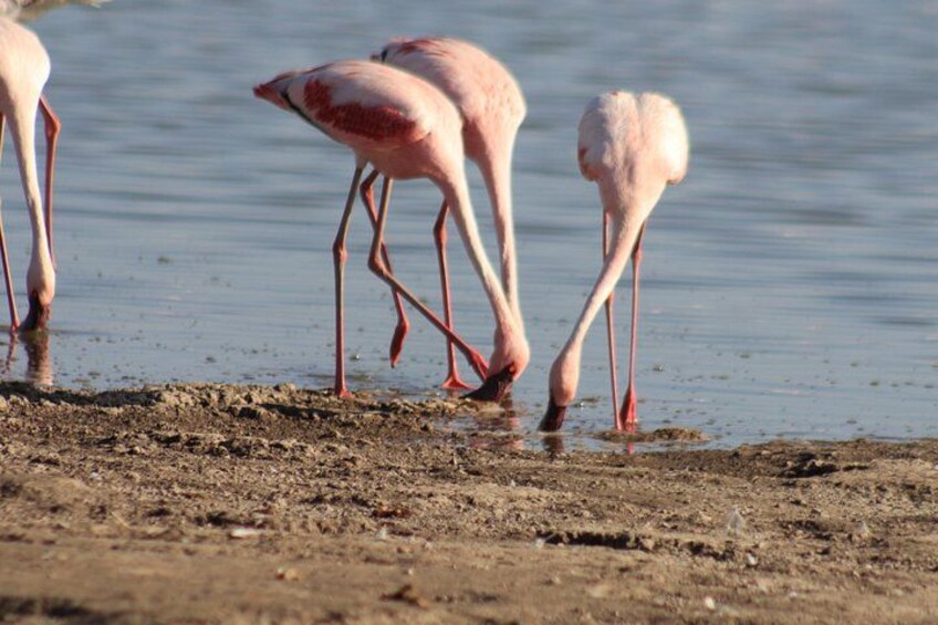 Flamingos wading in shallow water. 5