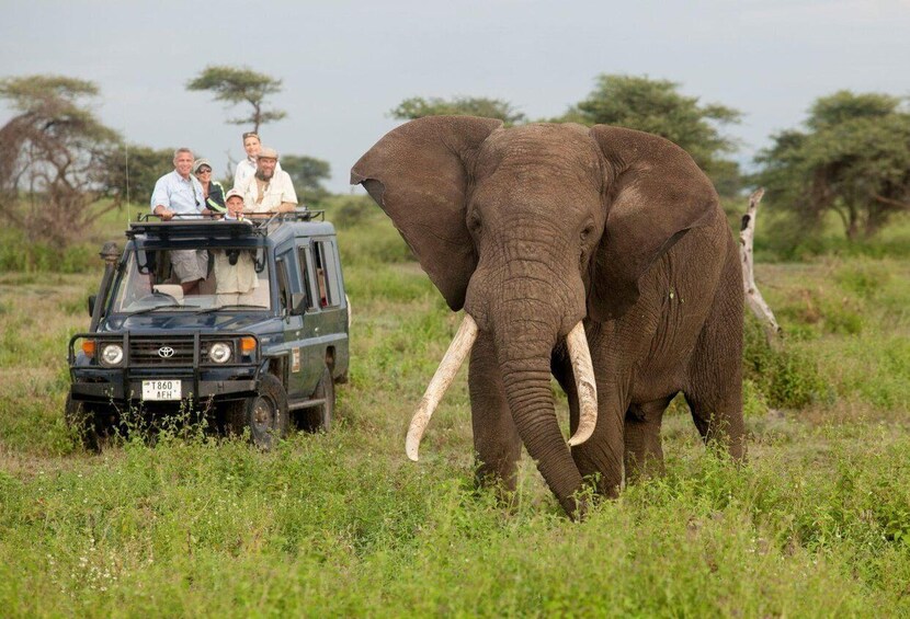 A safari vehicle with passengers and an elephant in a grassy field. 1