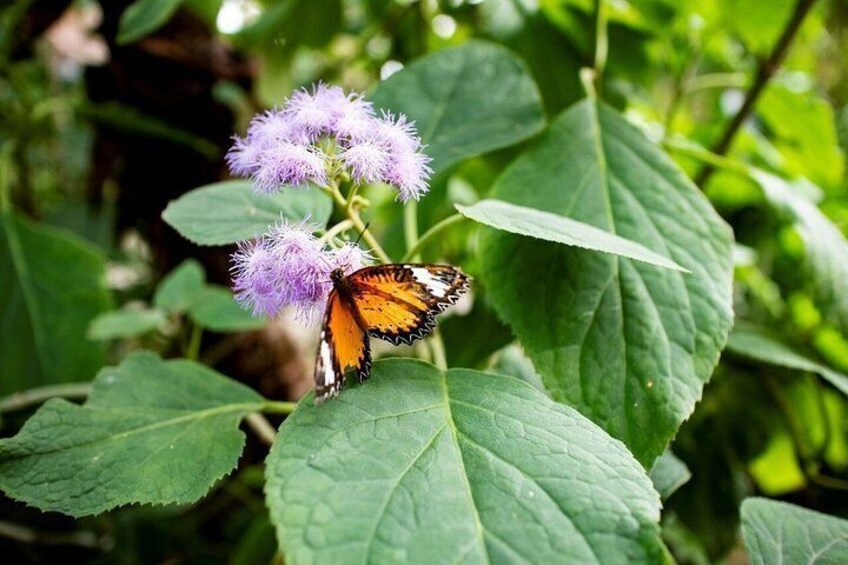 Enjoy nature at Butterfly House in Milano Marittima 5