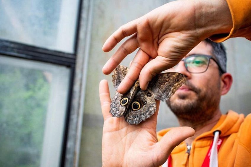Une personne tenant un papillon aux grands yeux et aux ailes ornées de motifs. 4