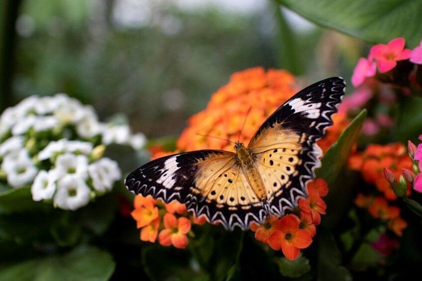 Enjoy nature at Butterfly House in Milano Marittima 2