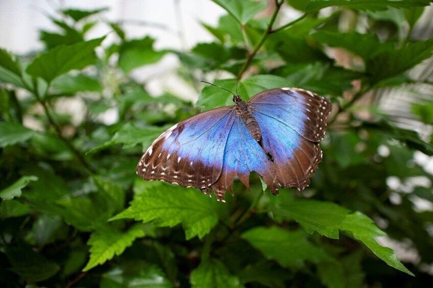 Enjoy nature at Butterfly House in Milano Marittima 3