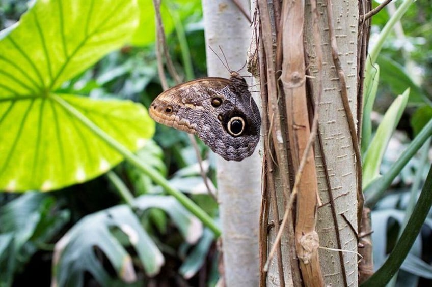 Un papillon s’est posé sur le tronc d’un arbre, entouré d’un feuillage verdoyant. 3