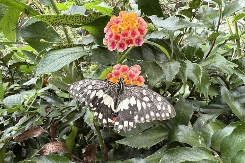 Enjoy nature at Butterfly House in Milano Marittima 4