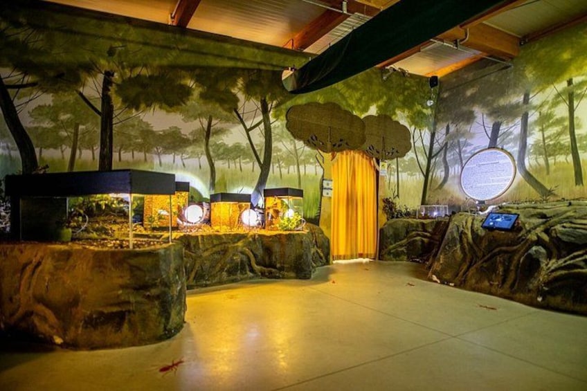 Une exposition sur le thème de la forêt, avec des arbres et des rochers artificiels, ainsi qu’une vitrine. 2