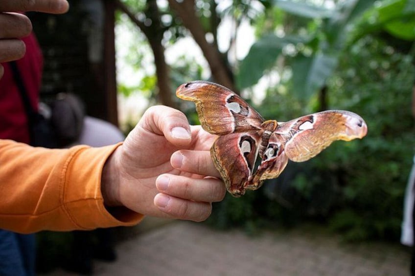 A person holding a butterfly with wings spread wide. 1
