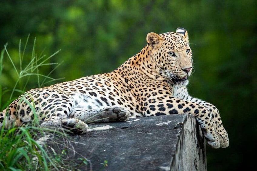 A leopard resting on a wooden post in a green, natural setting. 1