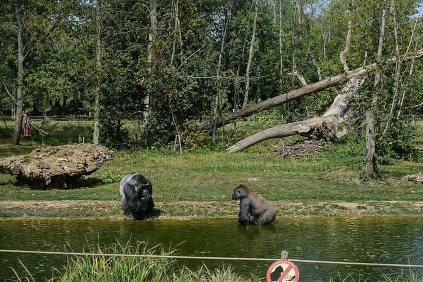 Zoo Safari Thoiry A Wild Family Day Trip from Paris 3