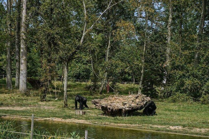 Zoo Safari Thoiry A Wild Family Day Trip from Paris 4