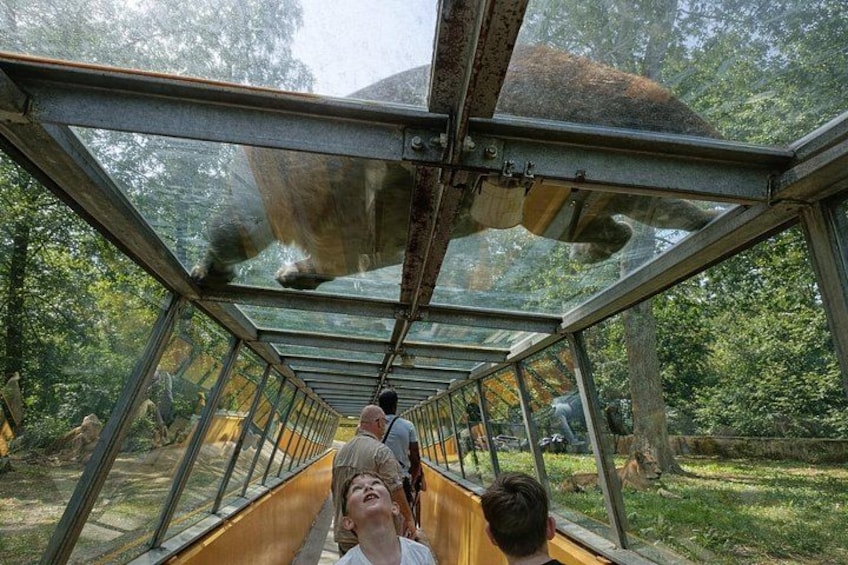 Zoo Safari Thoiry A Wild Family Day Trip from Paris 2