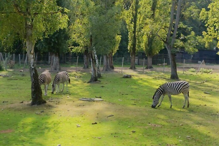 Zoo Safari Thoiry A Wild Family Day Trip from Paris 5