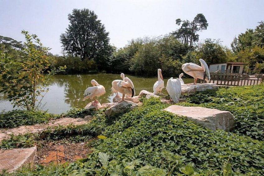 Zoo Safari Thoiry A Wild Family Day Trip from Paris 5