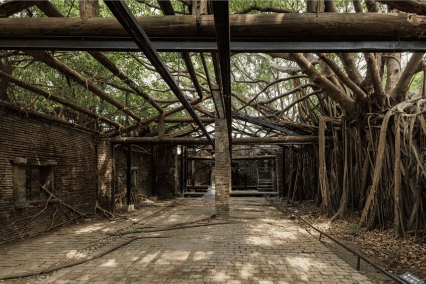 An abandoned building with a brick floor and wooden beams, surrounded by dense tree roots. 3