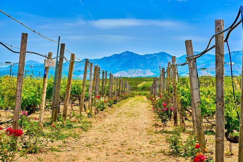 Sentiero tra i vigneti con pali di legno e fiori rossi, che conduce verso una catena montuosa. 1