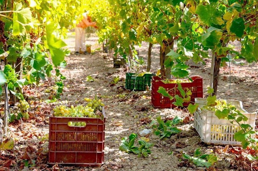 Un vigneto con filari di viti e casse di uva raccolta. 3