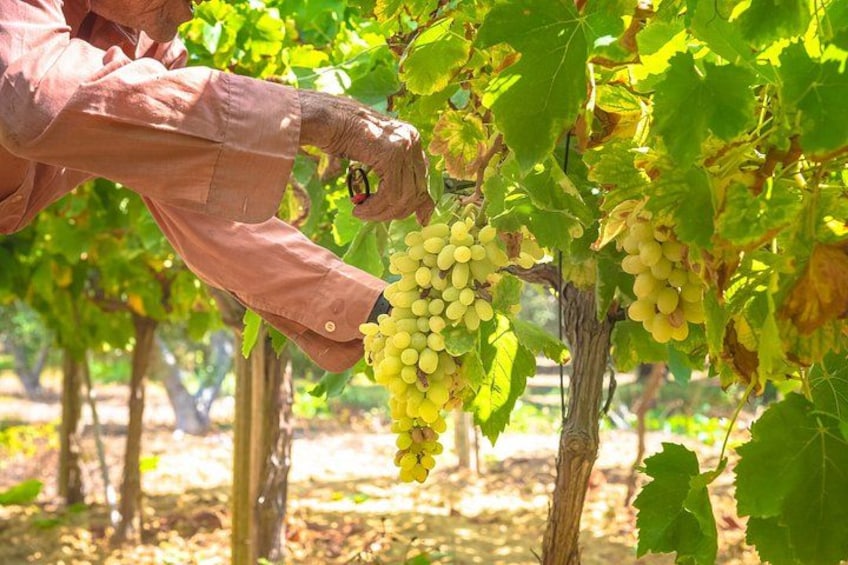 Una persona raccoglie grappoli d'uva verde da una vite in un vigneto. 4