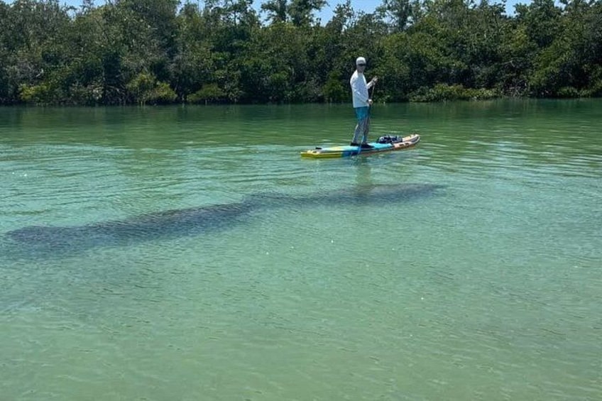 A person paddleboarding on a calm body of water with dense foliage in the background. 4