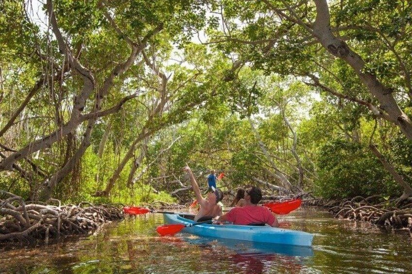 Persone che fanno kayak in una foresta di mangrovie. 2