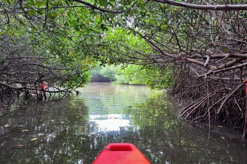 Un kayak rojo sobre un río tranquilo rodeado de densos manglares. 1